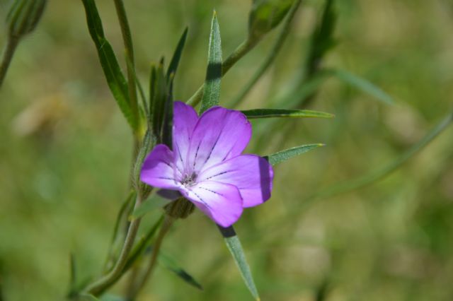 Agrostemma githago / Gittaione