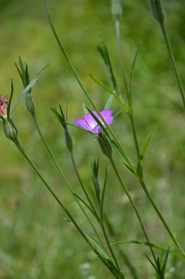 Agrostemma githago / Gittaione