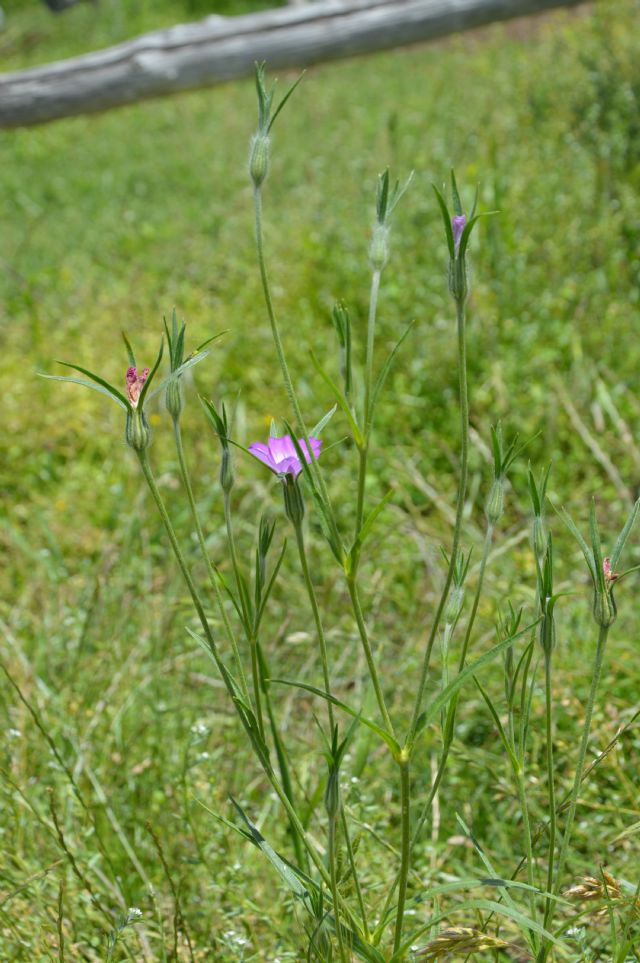 Agrostemma githago / Gittaione
