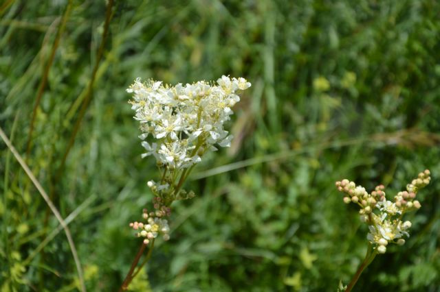 Filipendula vulgaris   (Rosaceae)