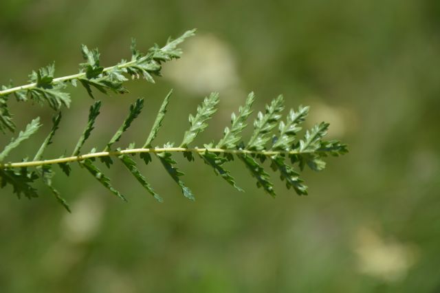 Filipendula vulgaris   (Rosaceae)