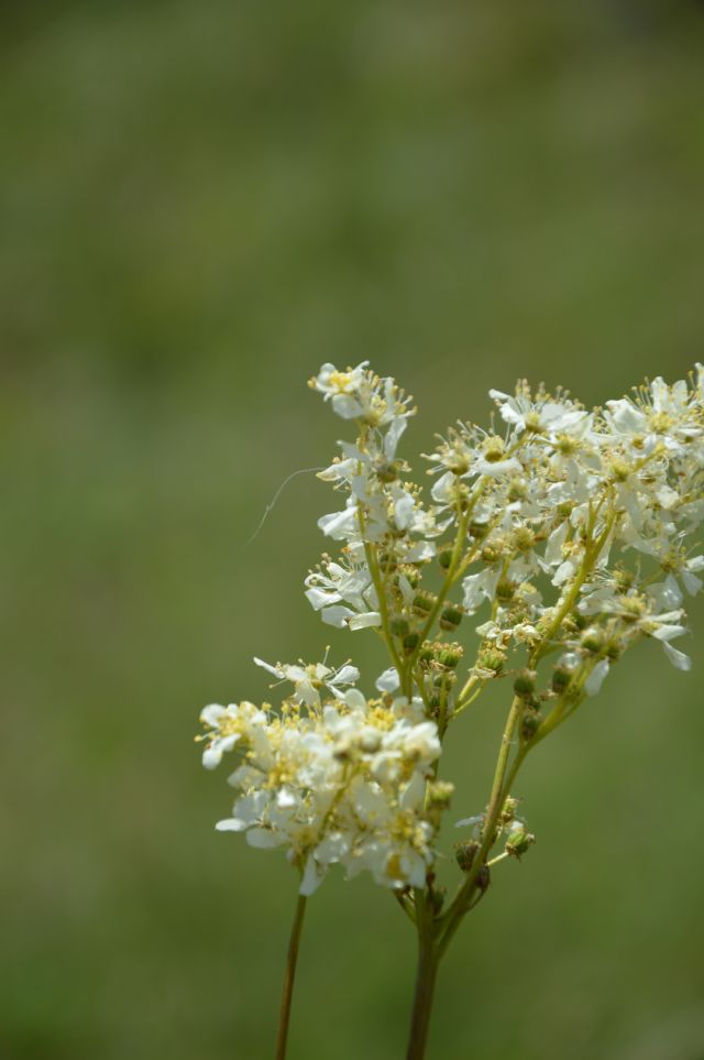 Filipendula vulgaris   (Rosaceae)