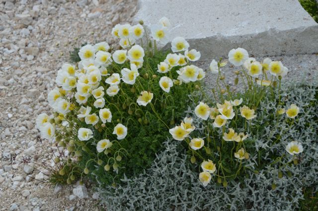 Papaver alpinum