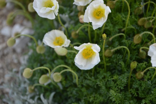 Papaver alpinum