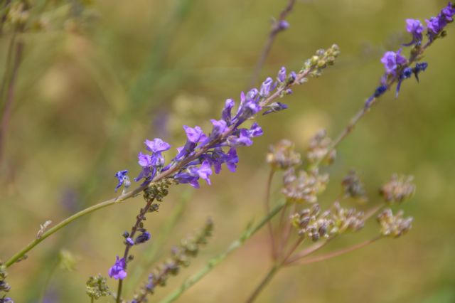 Linaria purpurea (Plantaginaceae)