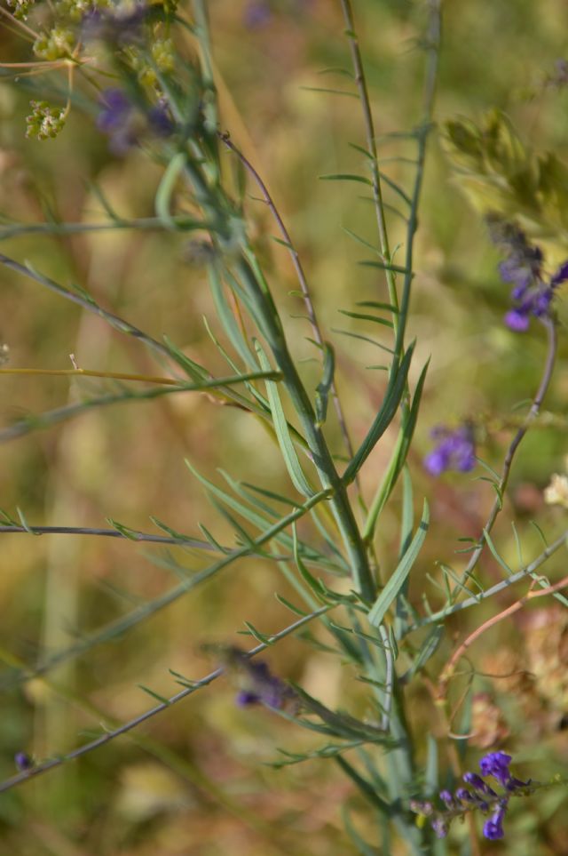 Linaria purpurea (Plantaginaceae)
