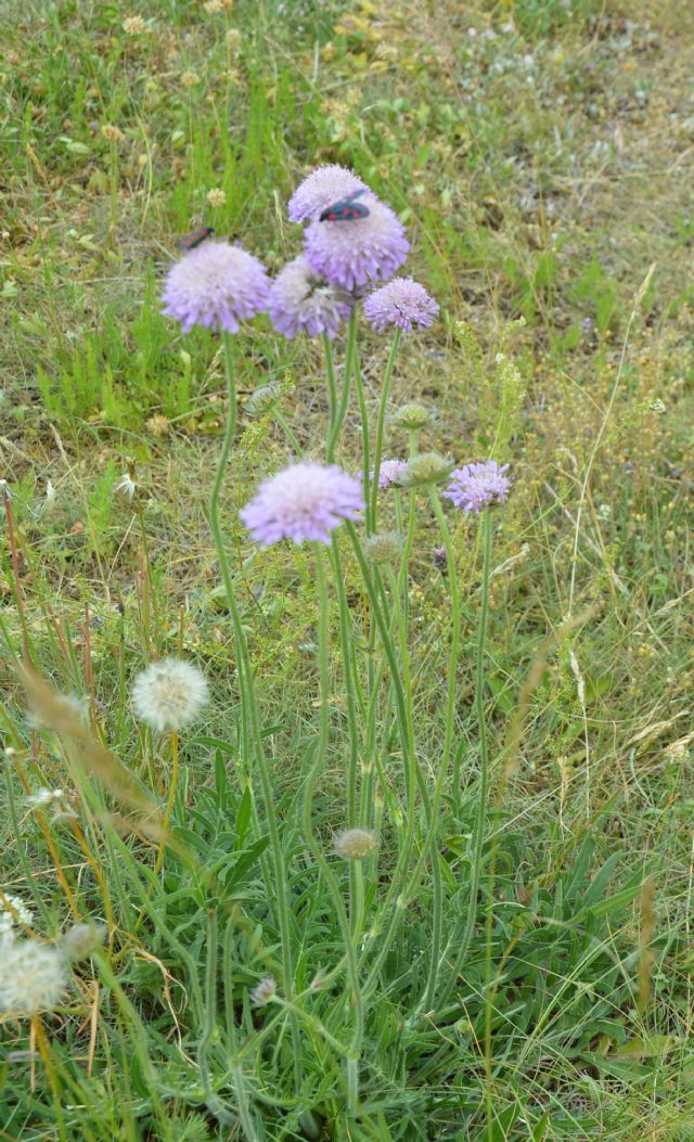 Knautia cfr. arvensis