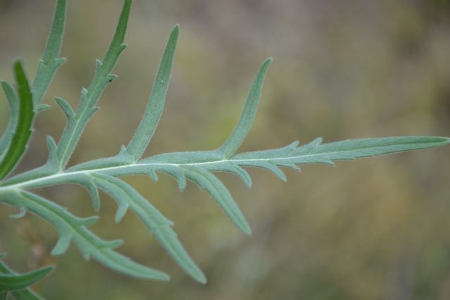 Knautia cfr. arvensis