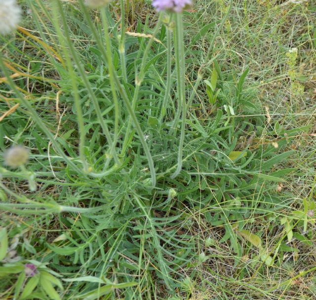 Knautia cfr. arvensis