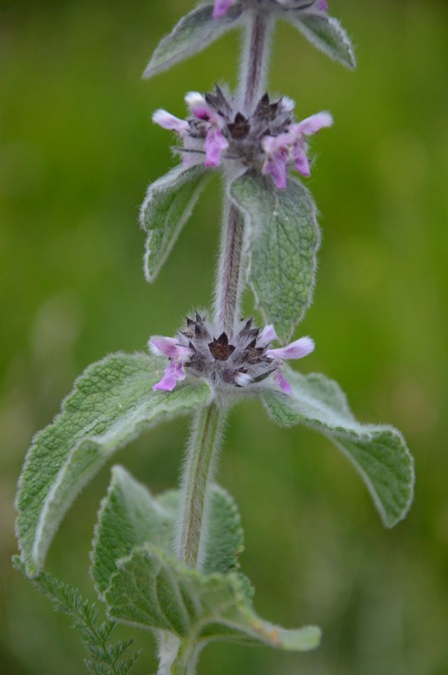 Stachys (gr.) germanica