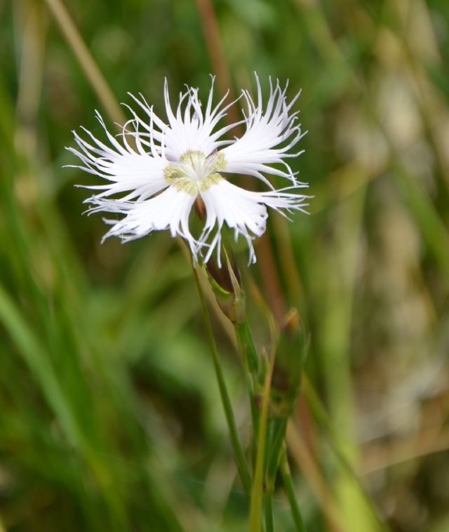 Dianthus monspessulanus ?   S !
