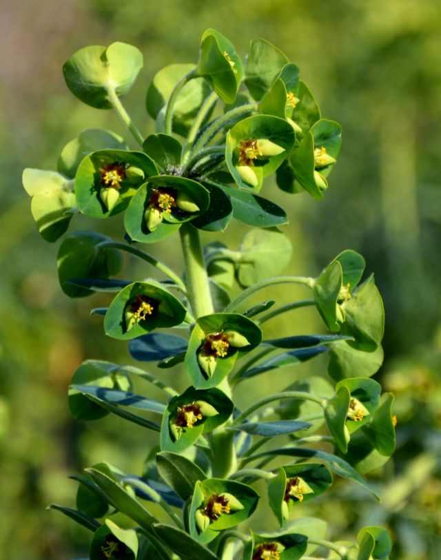 Euforbia characias