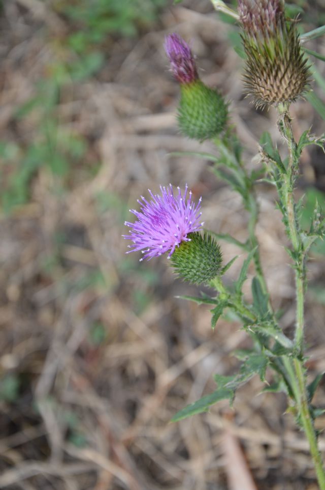 da determinare: cfr.  Cirsium vulgare