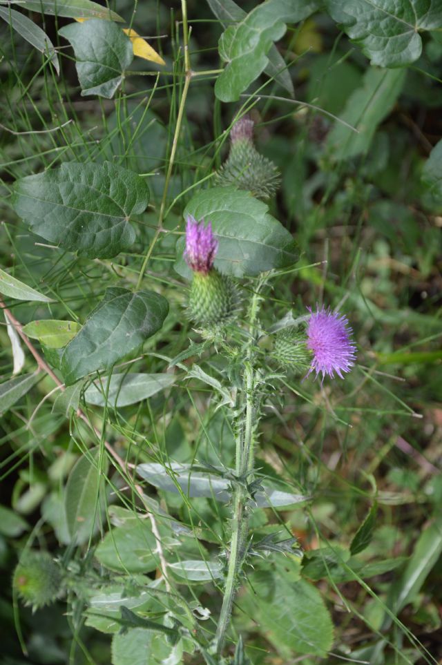 da determinare: cfr.  Cirsium vulgare