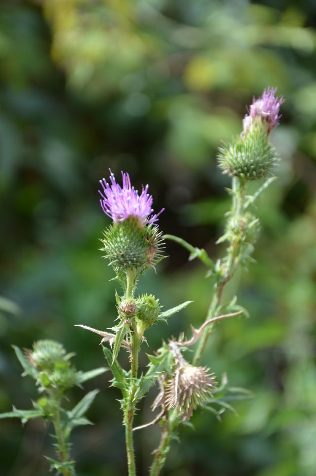 da determinare: cfr.  Cirsium vulgare