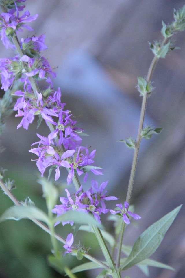 Lythrum salicaria (Lythraceae)