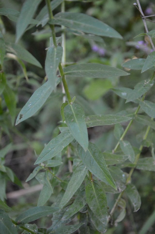 Lythrum salicaria (Lythraceae)
