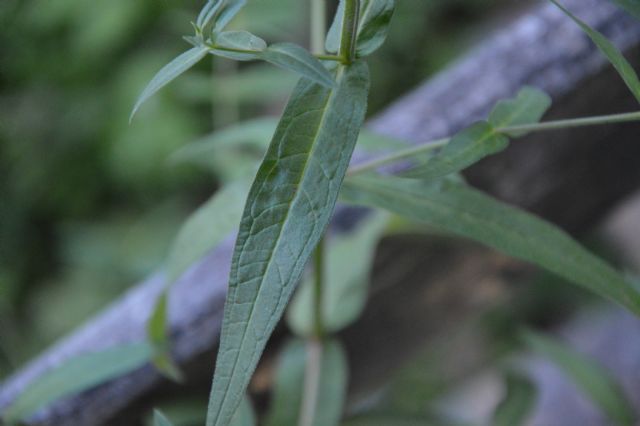 Lythrum salicaria (Lythraceae)