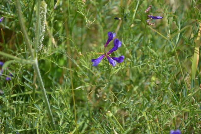 Vicia sp.