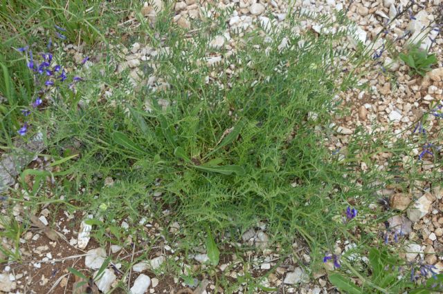 Vicia sp.