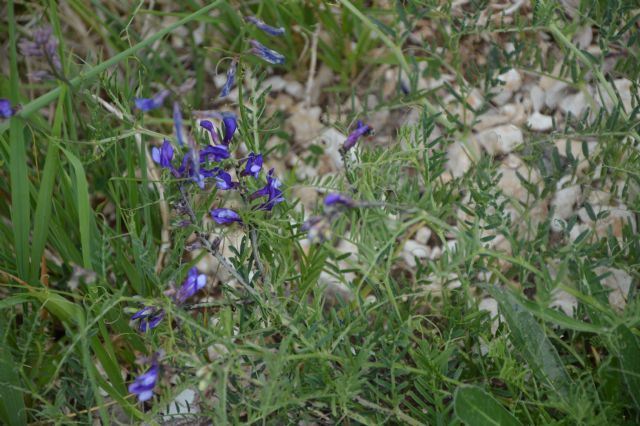 Vicia sp.