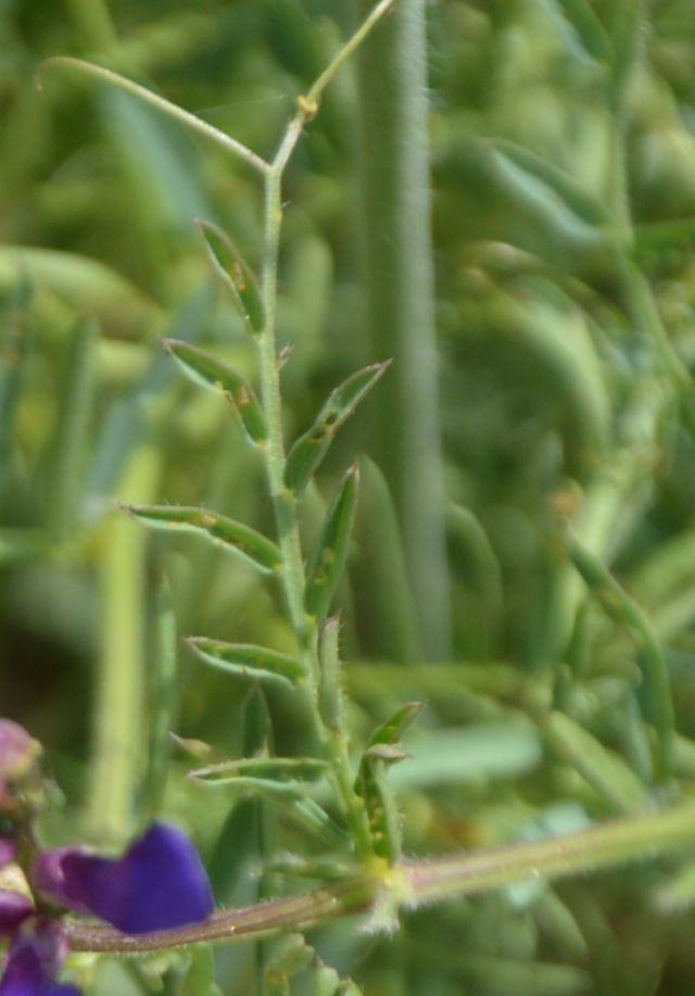 Vicia sp.