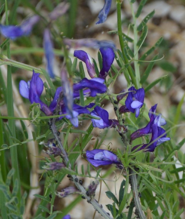 Vicia sp.