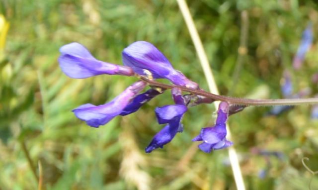 Vicia sp.