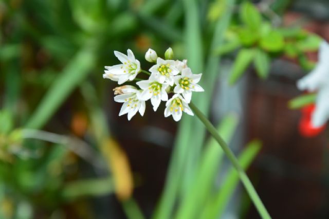 Allium pendulinum