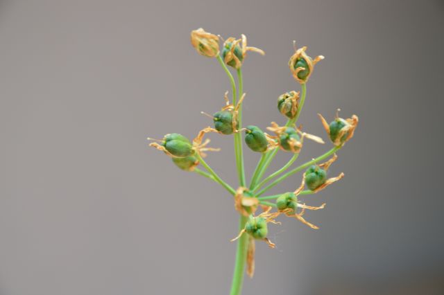 Allium pendulinum