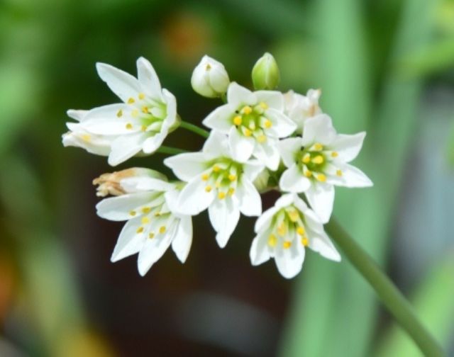 Allium pendulinum