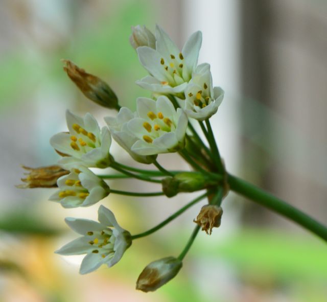 Allium pendulinum