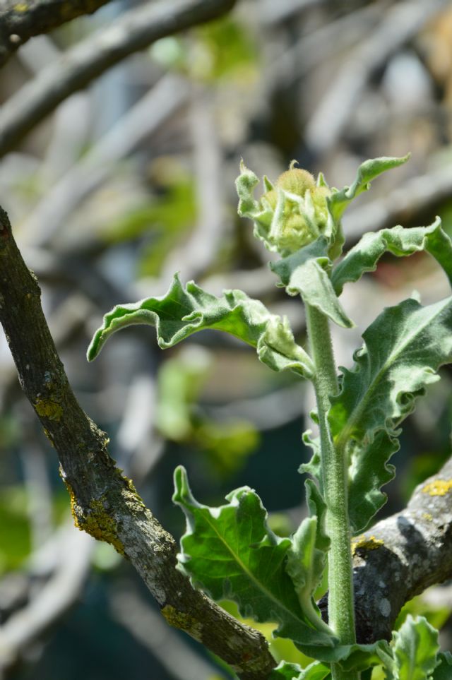 Andryala integrifolia