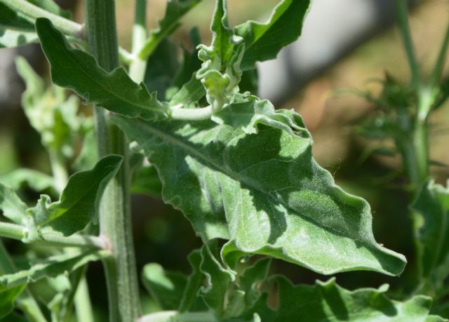 Andryala integrifolia