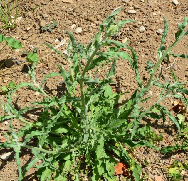 Andryala integrifolia
