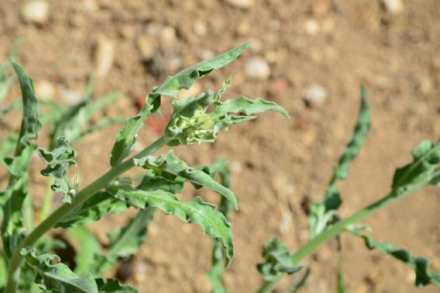 Andryala integrifolia