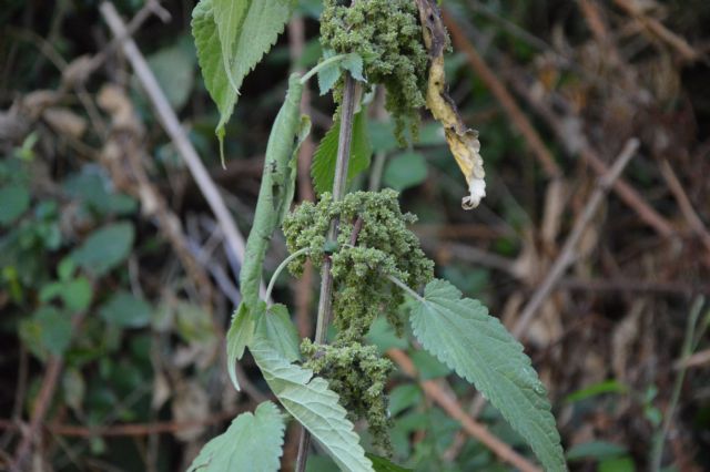 Urtica dioica