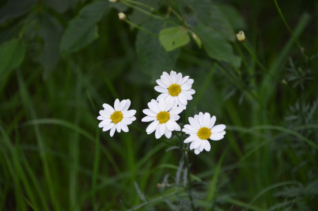 Tanacetum corymbosum (Asteraceae)