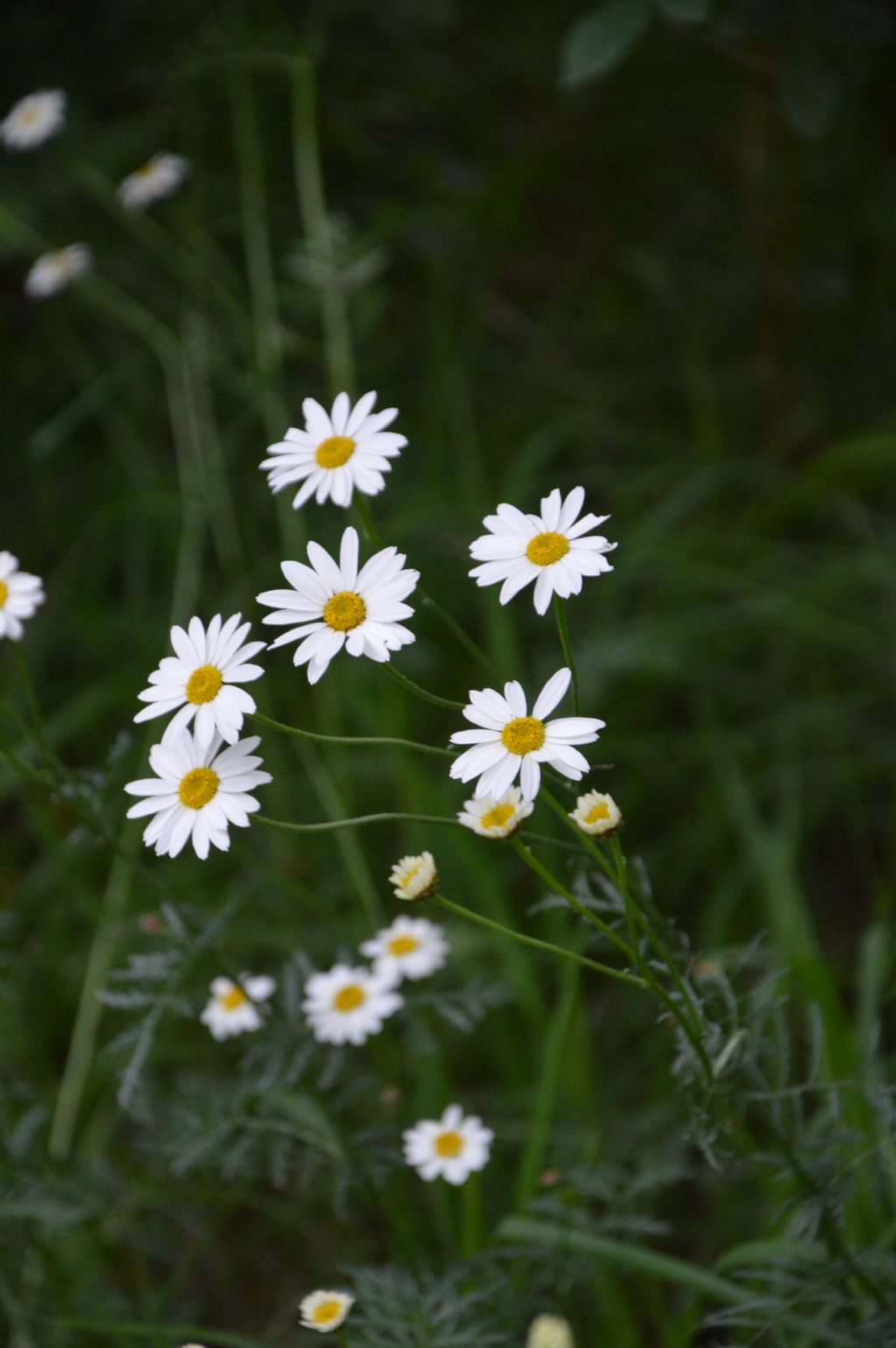 Tanacetum corymbosum (Asteraceae)