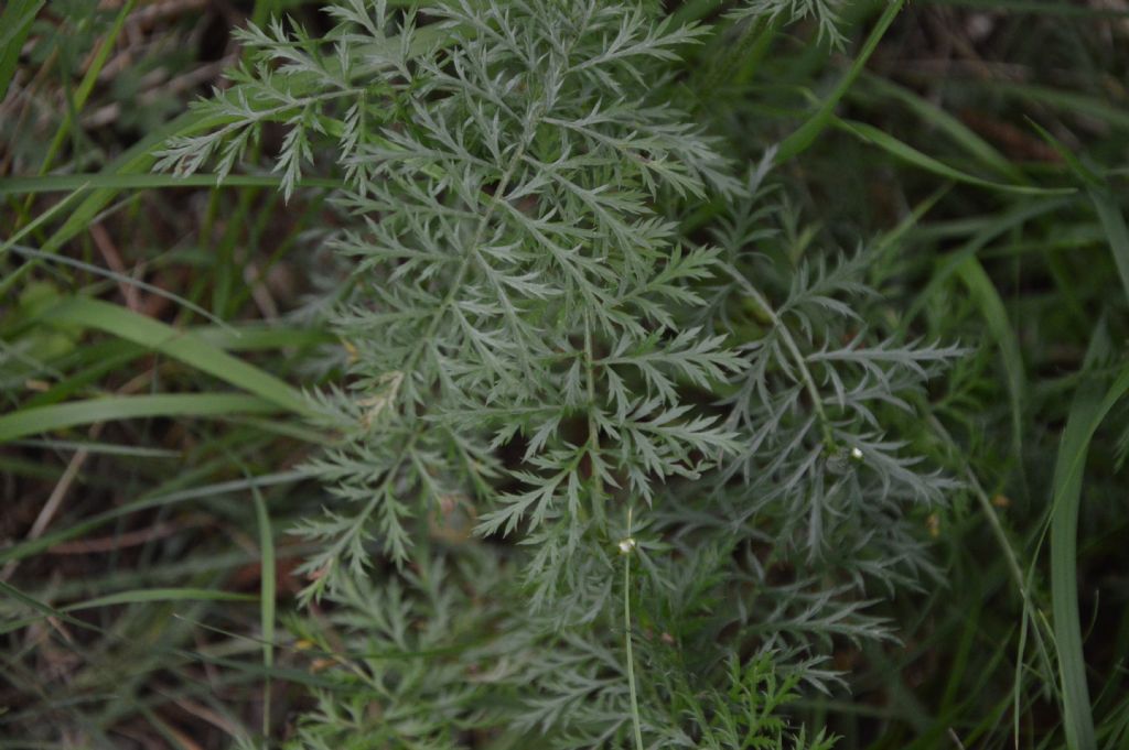 Tanacetum corymbosum (Asteraceae)