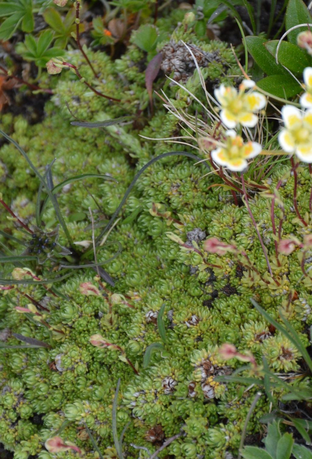 Sassifraga? S, Saxifraga bryoides