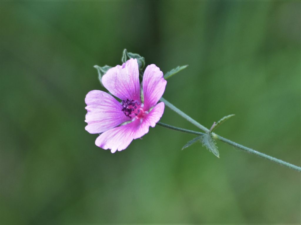 Althaea cannabina  (Malvaceae)