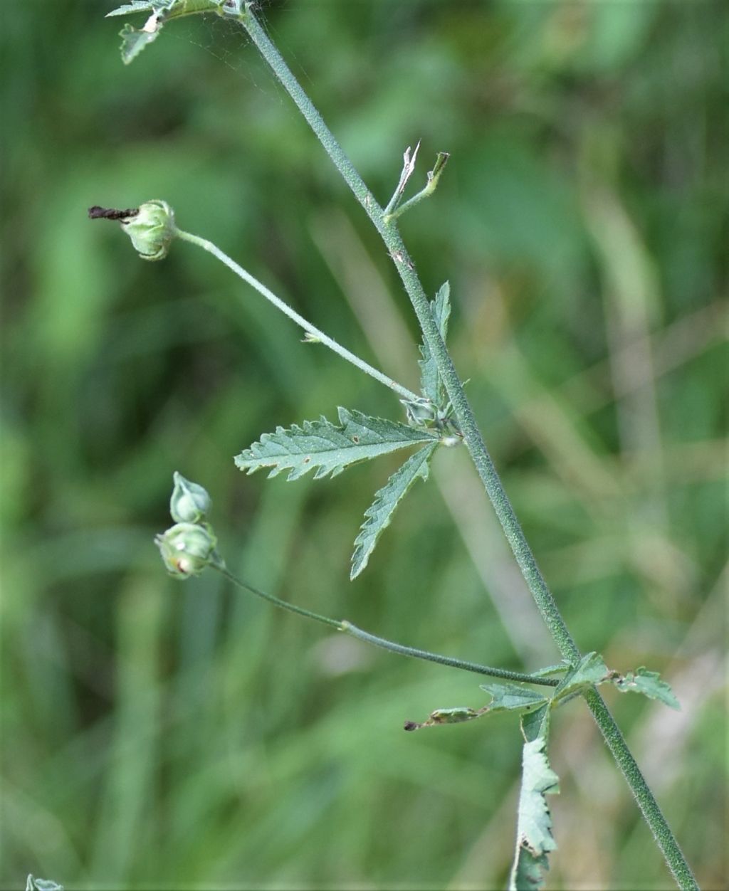 Althaea cannabina  (Malvaceae)