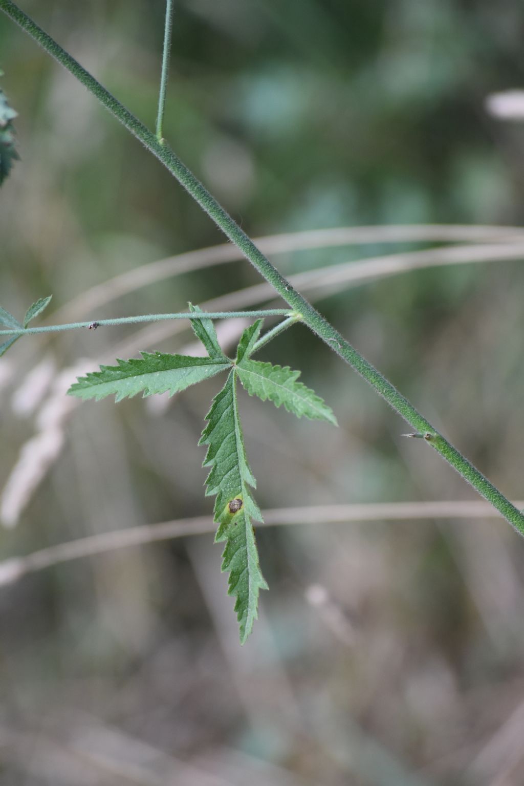 Althaea cannabina  (Malvaceae)