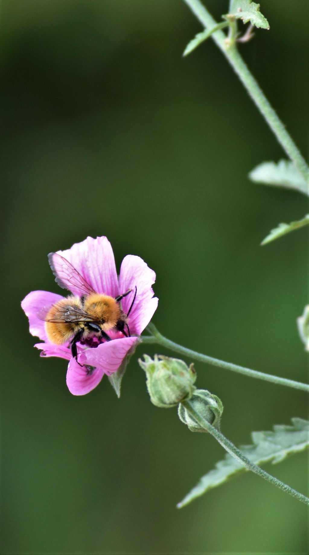 Althaea cannabina  (Malvaceae)