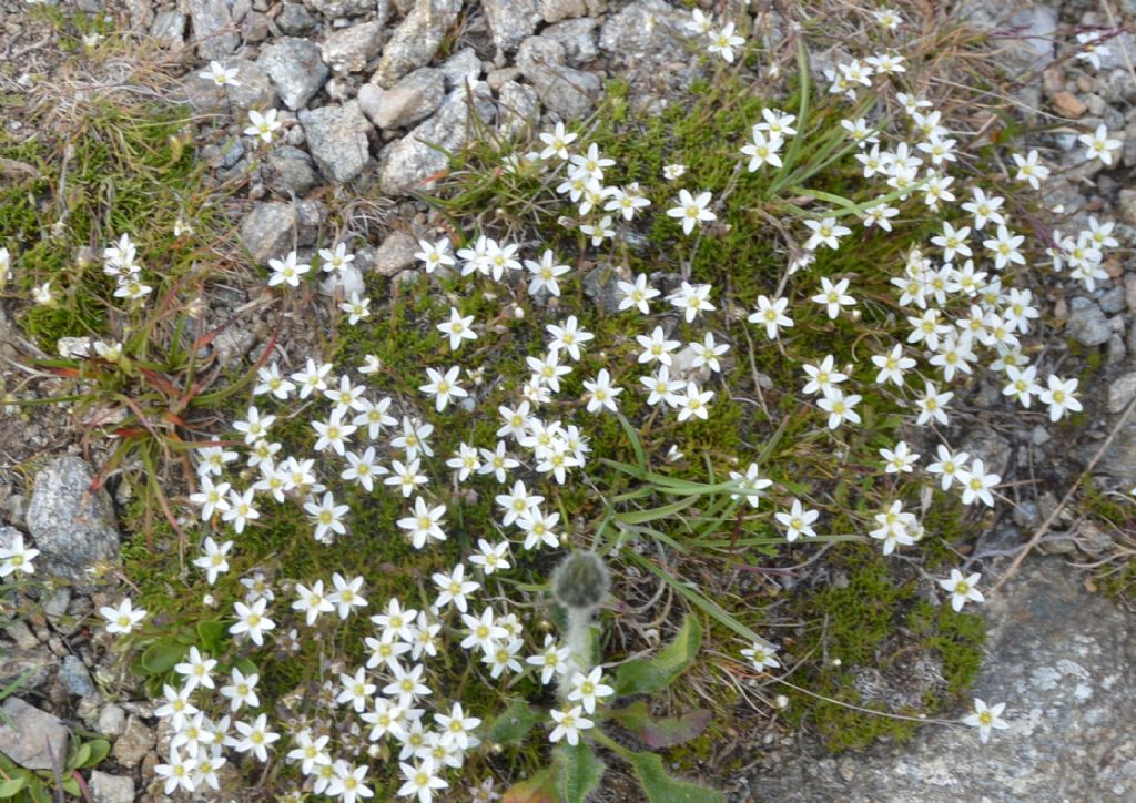 Minuartia recurva o Sabulina verna (ex Minuartia) verna