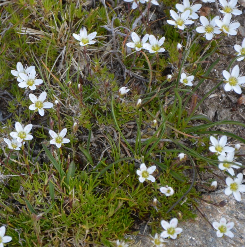 Minuartia recurva o Sabulina verna (ex Minuartia) verna