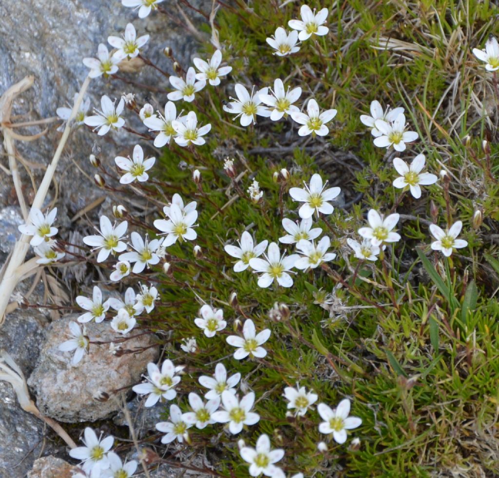 Minuartia recurva o Sabulina verna (ex Minuartia) verna