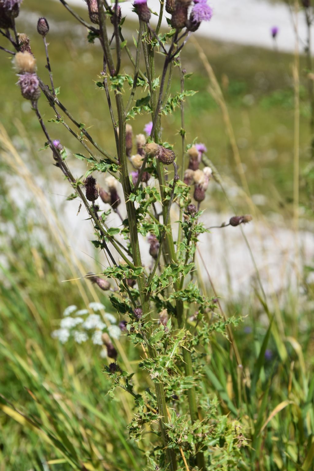 Cirsium arvense?  S !