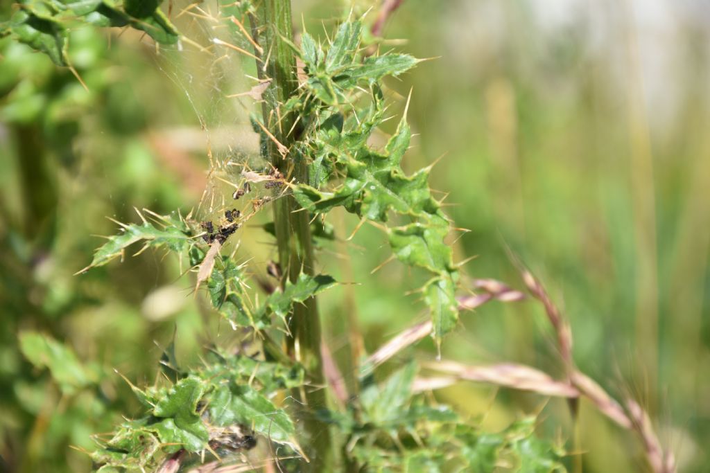 Cirsium arvense?  S !